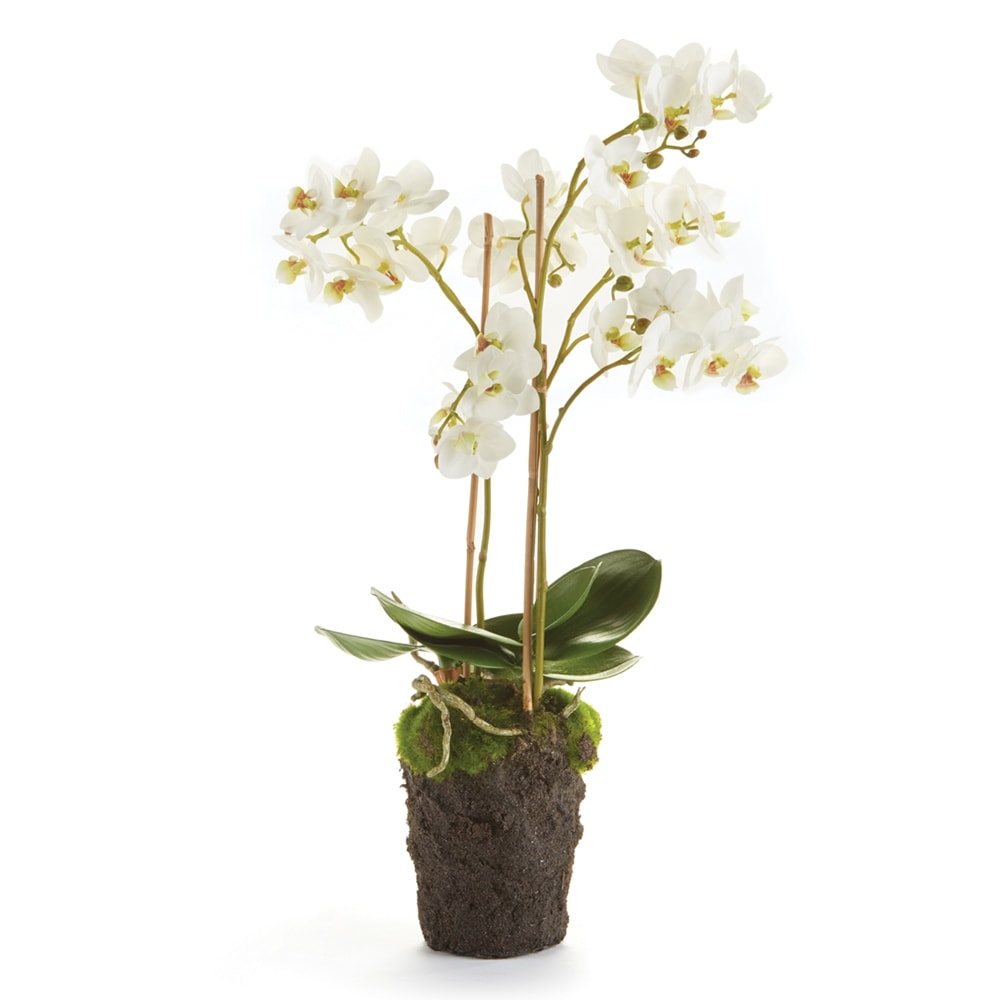 Phalaenopsis Orchid Drop-In 20" - White
