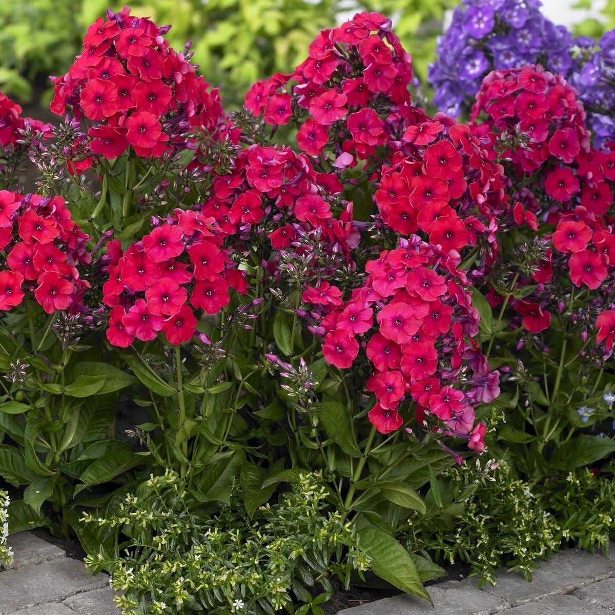 Van Zyverden Tall Phlox Red Riding Hood Set of 5 Roots - Bed Bath