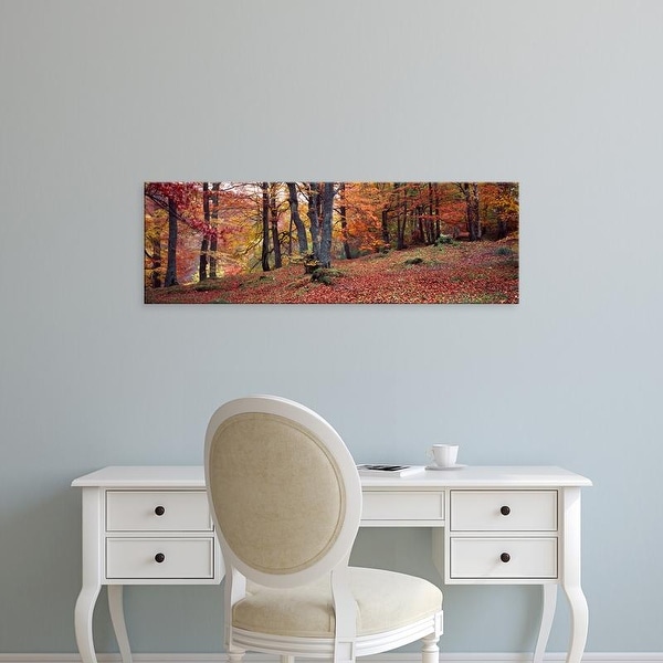 Easy Art Prints Panoramic Images's 'Beech trees in autumn, Aberfeldy, Perth and Kinross, Scotland' Premium Canvas Art