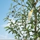 preview thumbnail 2 of 22, Artificial Olive Tree, Faux Silk Plant with White Planter, Natural Trunk & Fruits for Home or Office Decor, 1 Pack 6FT