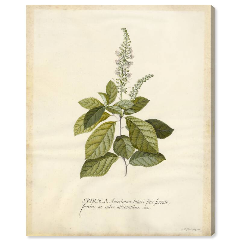 Wynwood Studio Canvas Floral and Botanical Spiraea Green and Antique White Traditional Wall Art Canvas Print - Green, White