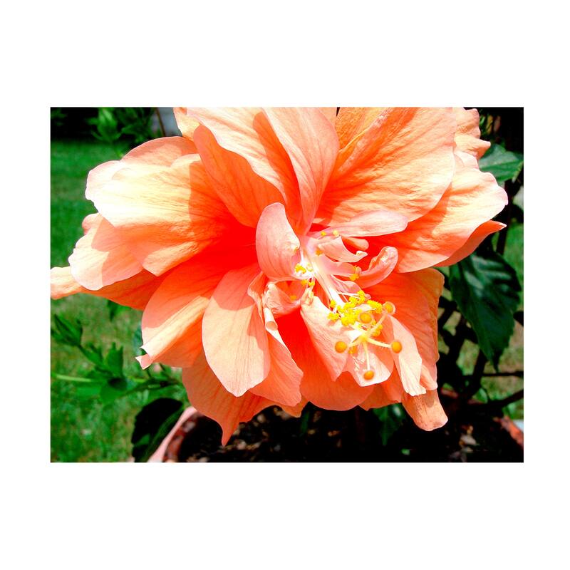 Audrey 'Double Hibiscus' Canvas Art Bed Bath & Beyond 39535572