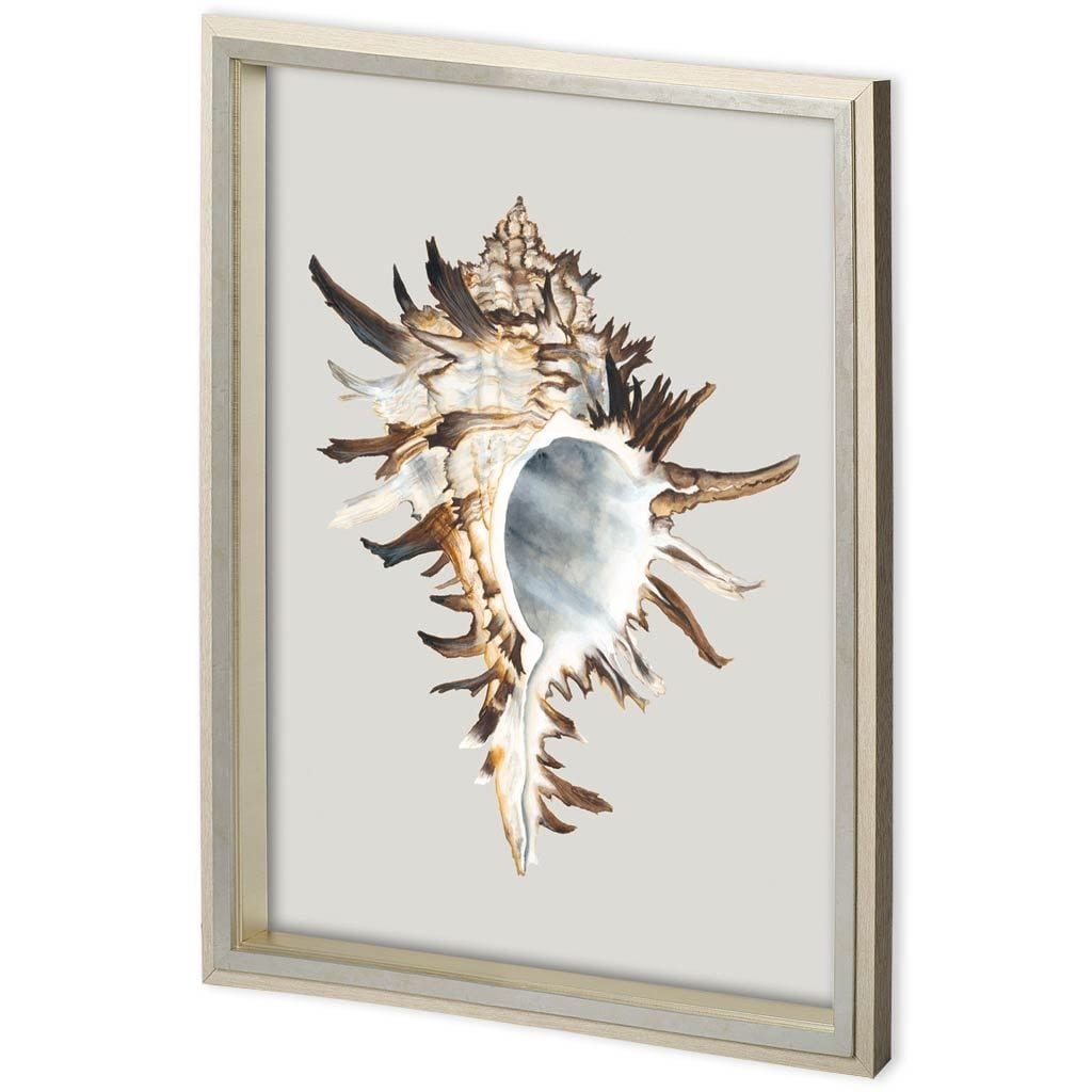 Custom Black Murex by Maleki, Ferdos a Framed Art Print Matted under Glass