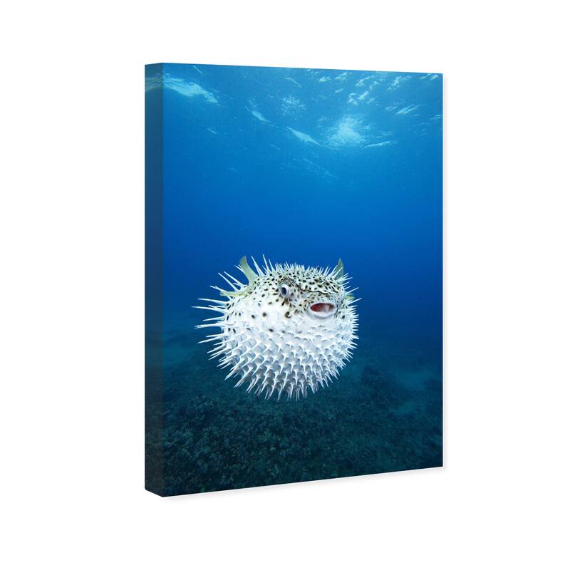 Wynwood Studio Canvas Animals David Fleetham - Spotted PorcupineFish Blue and Nautical & Coastal Wall Art Canvas Print