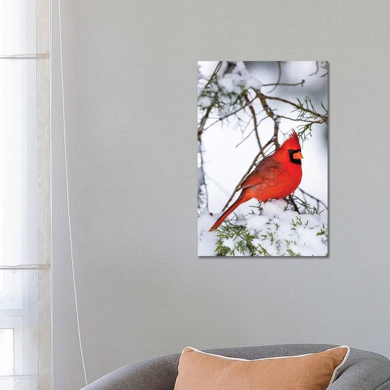 iCanvas "Northern Cardinal Perching On Snowcapped Juniper Tree Branch, Marion County, Illinois" by Panoramic Images Canvas Print - 26x18x1.5