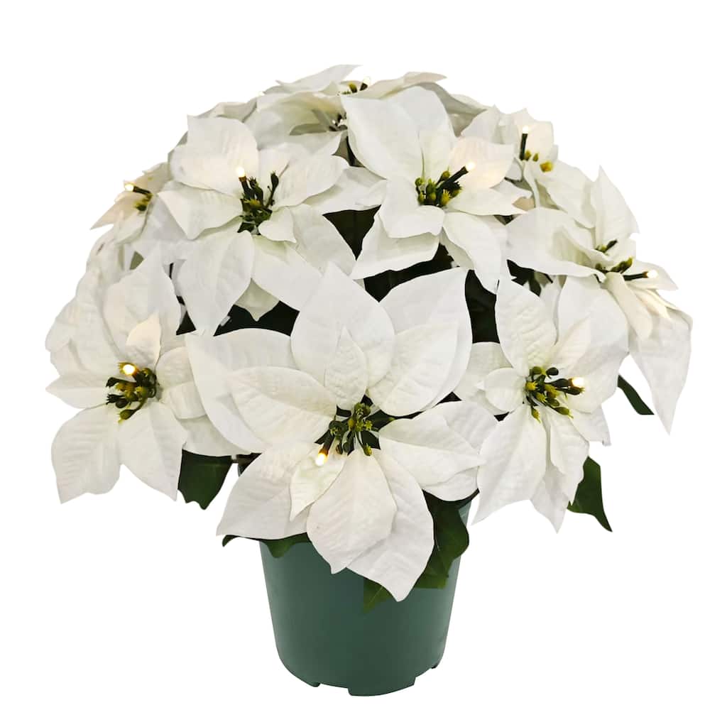 Puleo International 22" Pre-Lit Battery-Operated Artificial Potted White Poinsettias