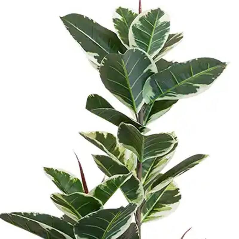HomeRoots 63" Green Artificial Rubber Tree in a Black Pot - 6.69 in. x 62.99 in. x 6.69 in.