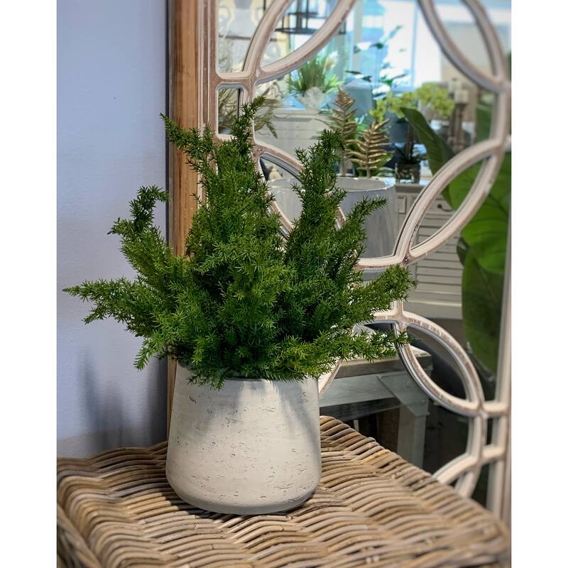 Cedar Arranged in Fiberstone Pot - Green
