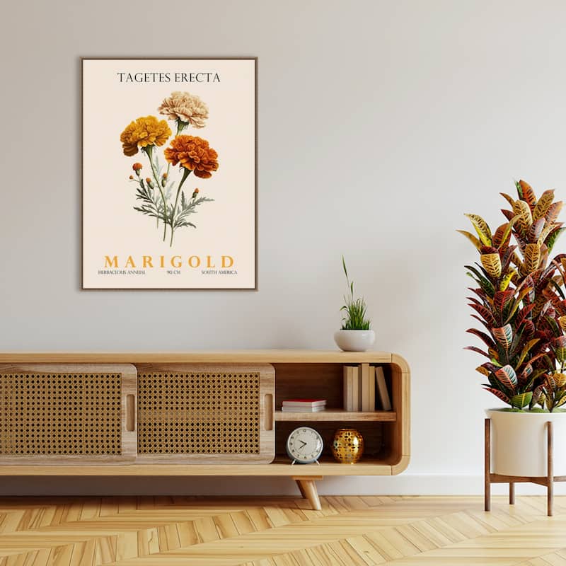 Vintage Botanical Marigold Illustration by Christopher Giampietro Framed Canvas Wall Art Print