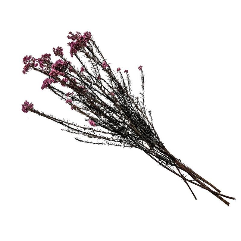 Bundle of 4 Preserved Millet ,Rice Flower - Immortelle Flower,Ozothamnu - 24 inches