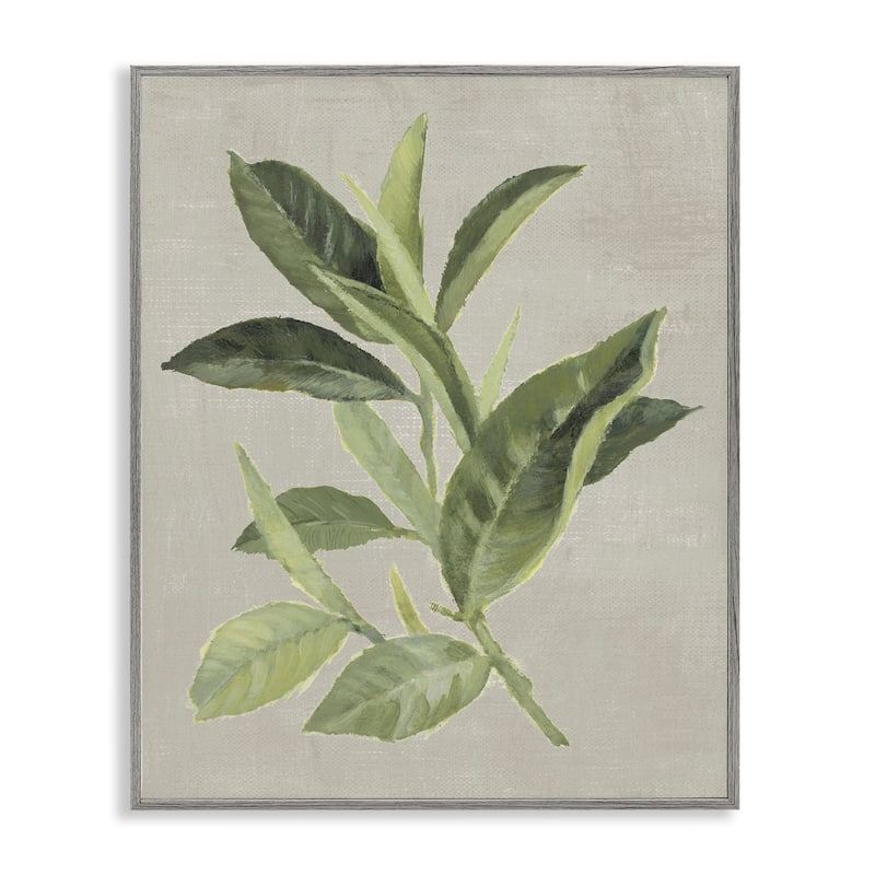 Stupell Green Tea Plant Leaf Framed Giclee Art Design By Lanie Loreth - 24 x 30 - Grey