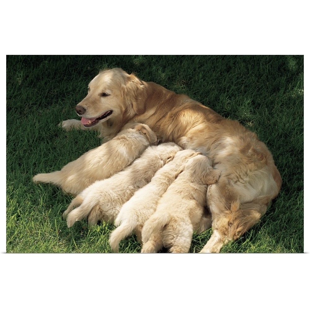 Golden Retriever Nursing Puppies Poster Print Overstock 21006036