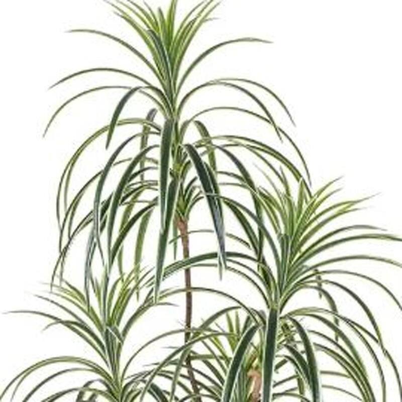 HomeRoots 63" Green Artificial Dracaena Tree in a Black Pot - 6.69 in. x 62.99 in. x 6.69 in.