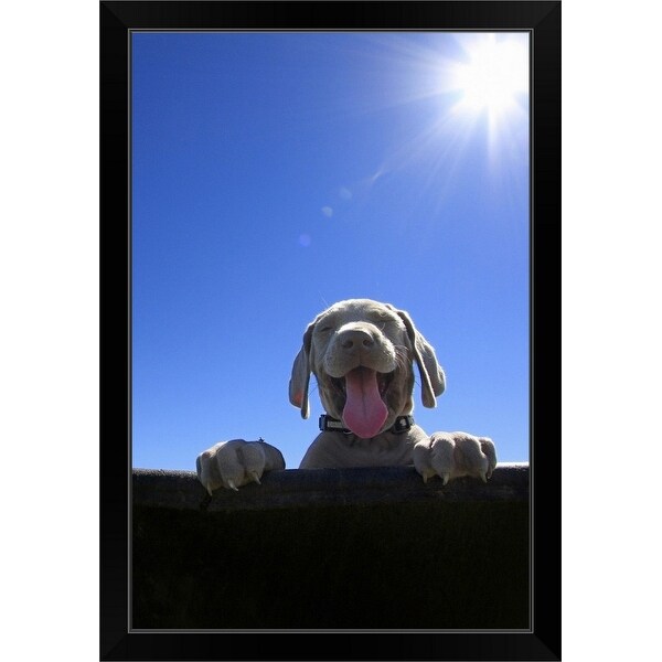 "Smiling weimaraner puppy in summer" Black Framed Print