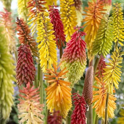 Van Zyverden Kniphofia Red Hot Poker Mixture Set of 5 Roots