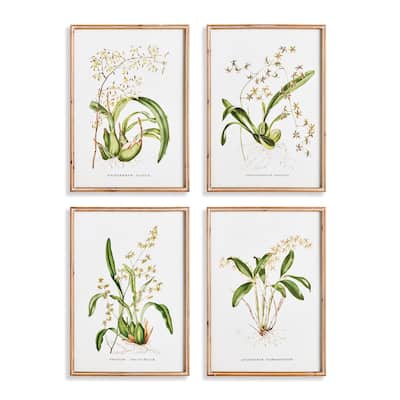 Orchid Assortment Study