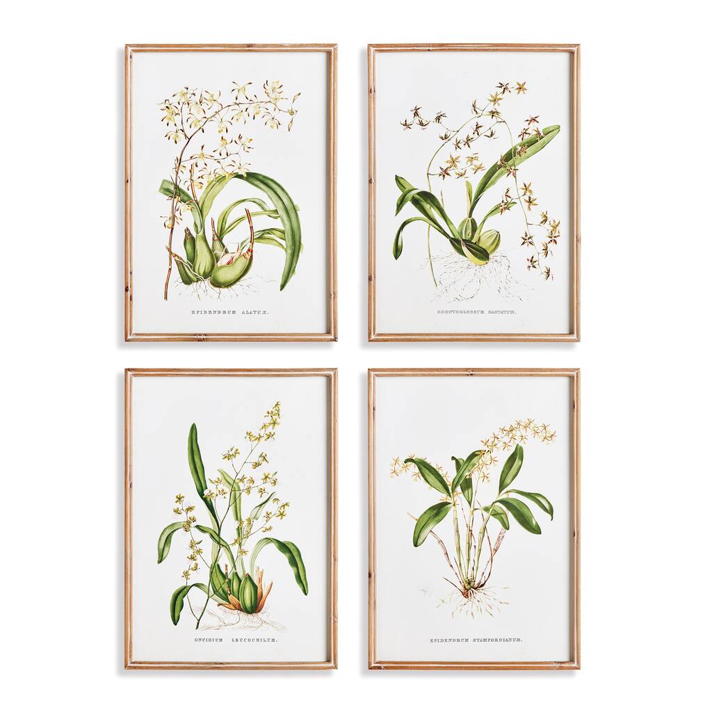Orchid Assortment Study