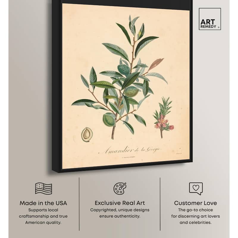 Almond of Georgia I Canvas by Art Remedy