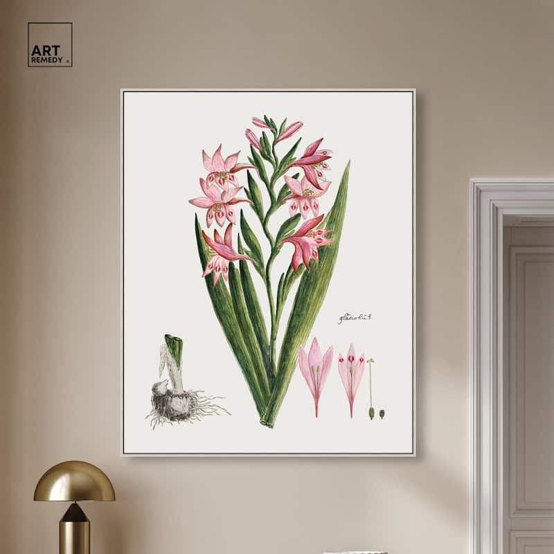 Gladiolus Carneus Canvas by Art Remedy