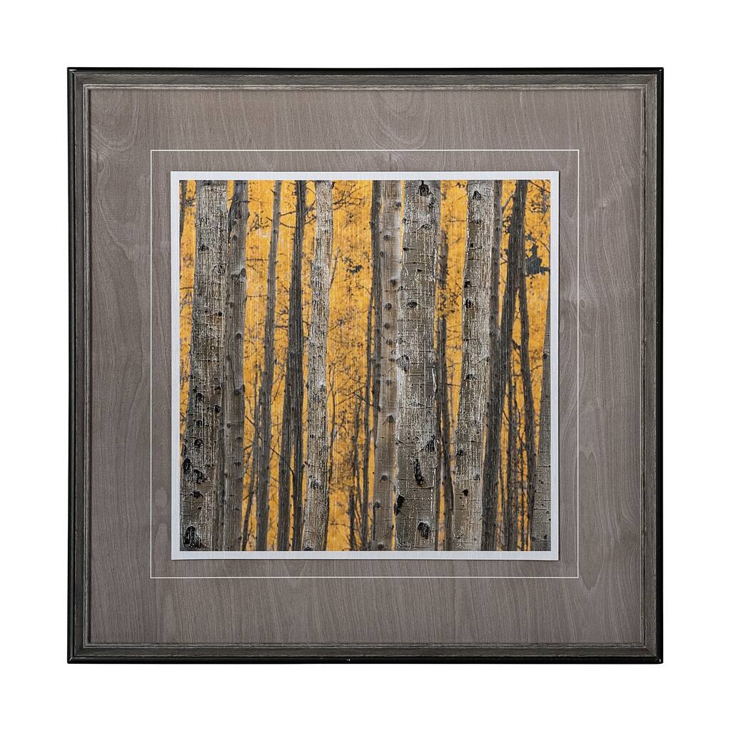 Aspen Trees 3 Framed Art Print
