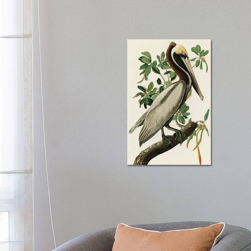 iCanvas "Audubon Brown Pelican" by Stellar Design Studio Canvas Print - 26x18x1.5