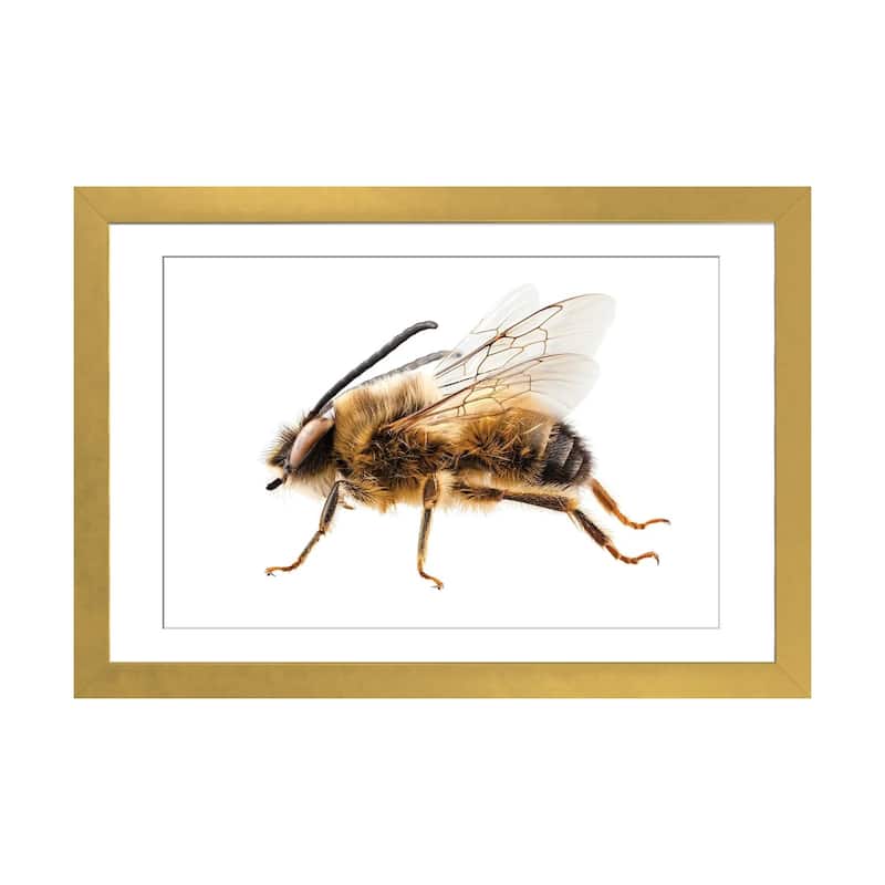 iCanvas "Bee Species Eucera Longicornis Common Name Solitary Miner Bee" by Paul Rommer - Gold - 24x32x1