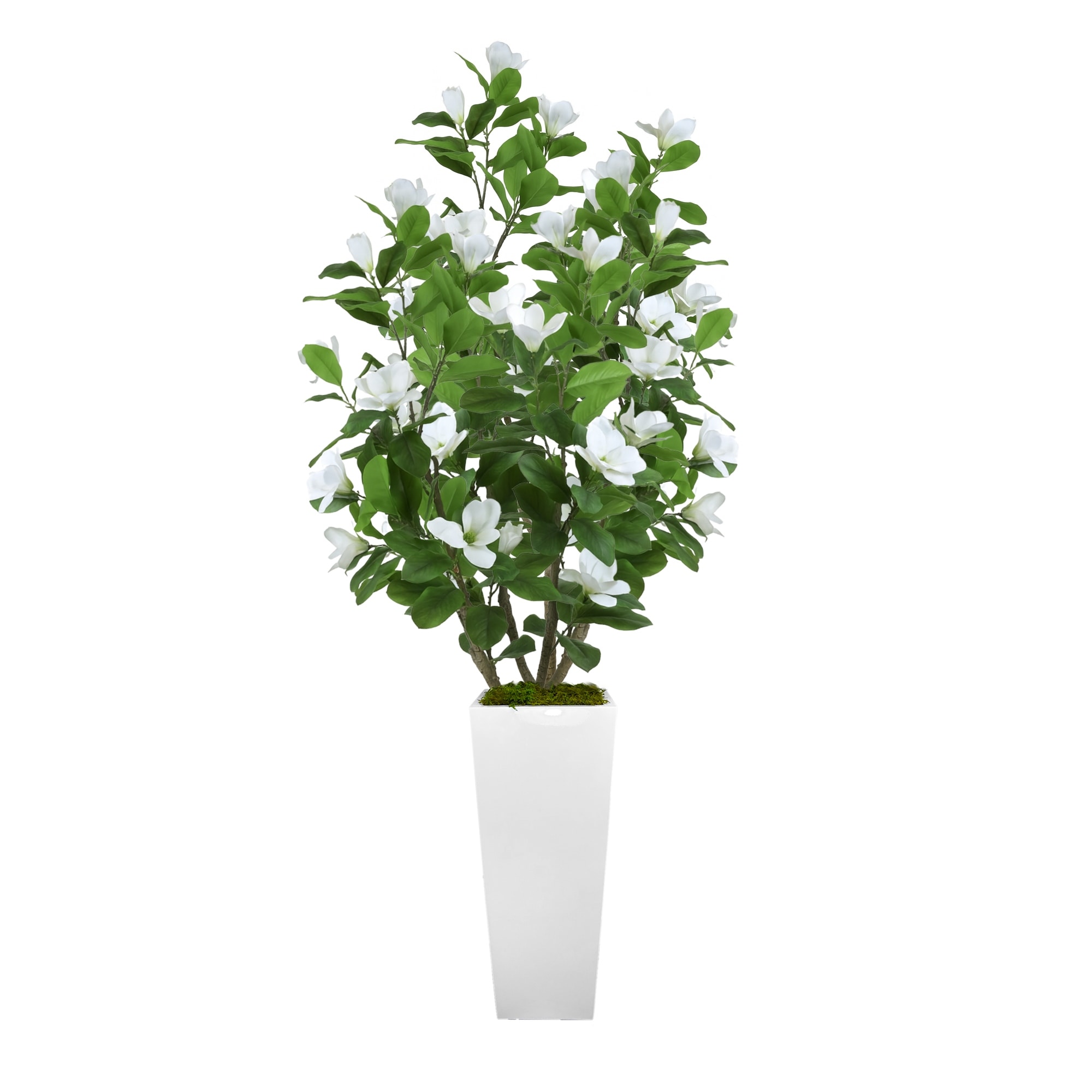 Magnolia Tree in Fiberstone Planter