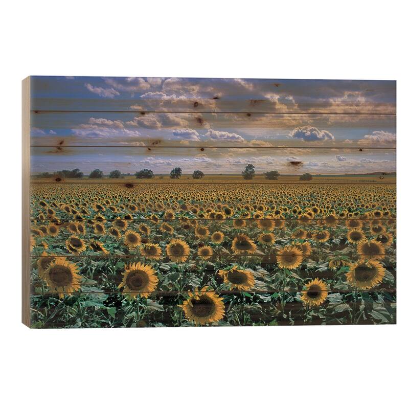 Sunflower Field, Kansas, USA Print On Wood by David R. Frazier - Multi-Color - 18x26x1.5