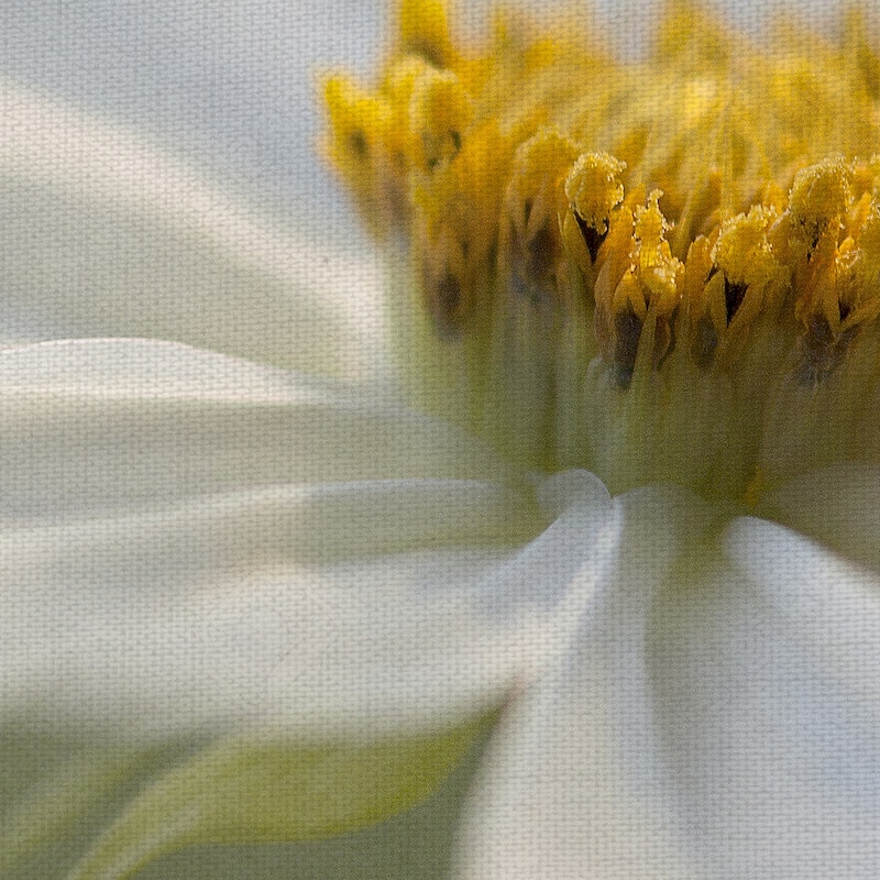 Whisper by Mandy Disher Canvas Art Print