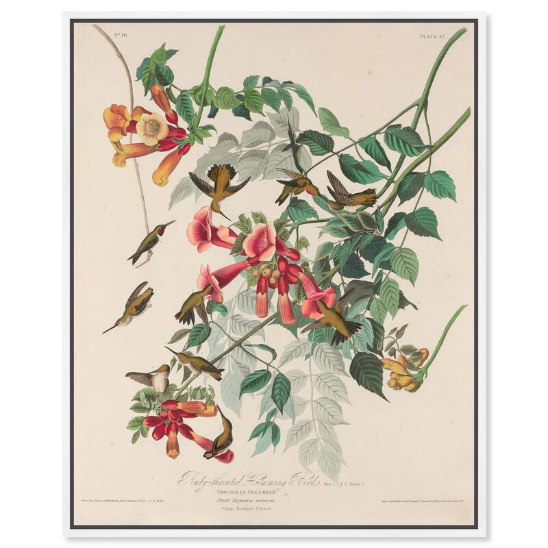 Trochilus Colubris Canvas by Art Remedy - White - 20" x 24"