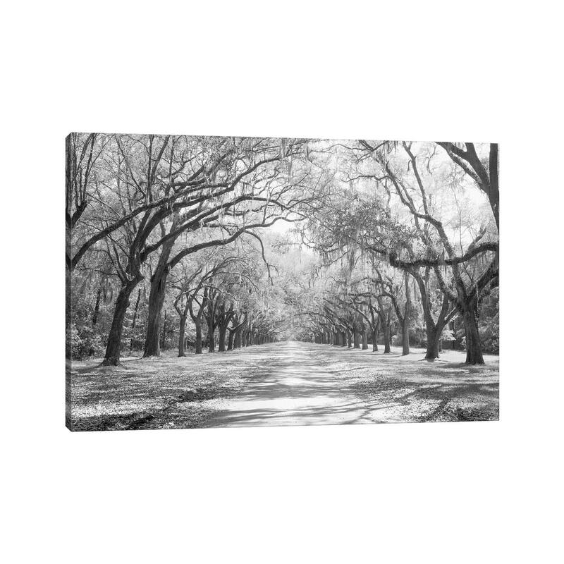 iCanvas "Live Oaks And Spanish Moss in B&W, Wormsloe State Historic Site, Savannah, Georgia I" by Panoramic Images Canvas Print