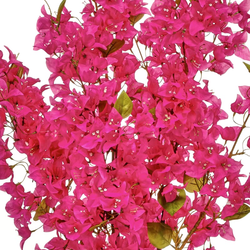 Bougainvillea Tree 4.5'