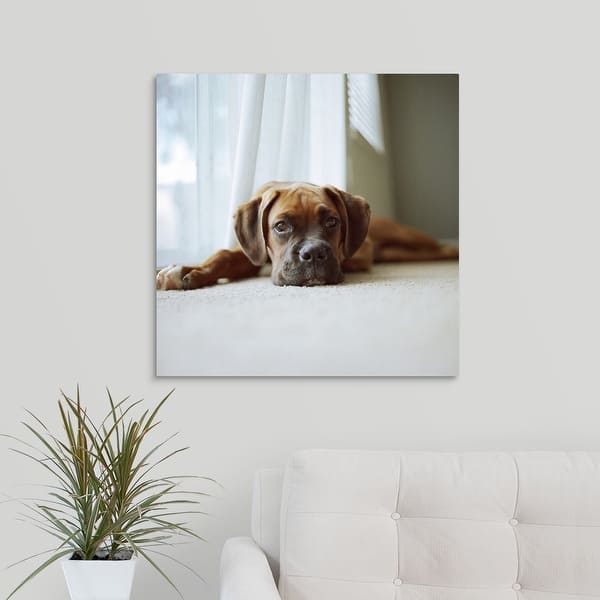 Tan Boxer Puppy Laying On Carpet Near Window With Tan Boxer Puppy Laying On Carpet Near Window With