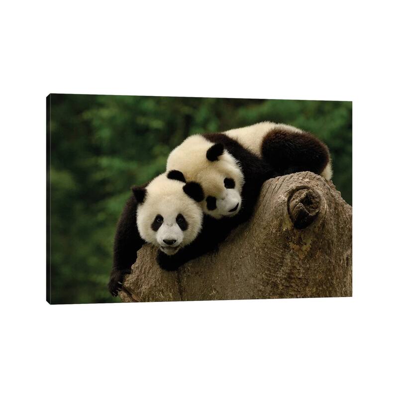 iCanvas "Giant Panda Babies, Conservation & Research Center For The Giant Panda, Wolong Reserve" by Pete Oxford Canvas Print