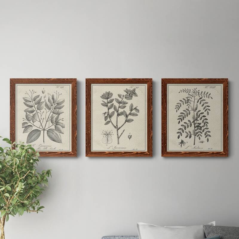 Antique Black & White Botanical VII-Premium Framed Canvas - Ready to Hang - Multi-Color
