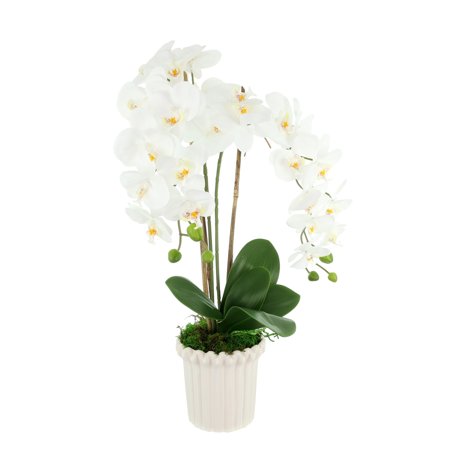 Orchid Arrangement in Fluted Vase