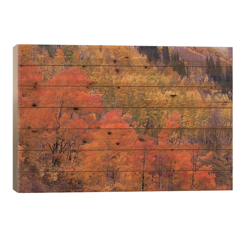 Quaking Aspen Grove In Fall Colors, Washington Gulch, Gunnison National Forest, Colorado Print On Wood by Tim Fitzharris - 18x26x1.5