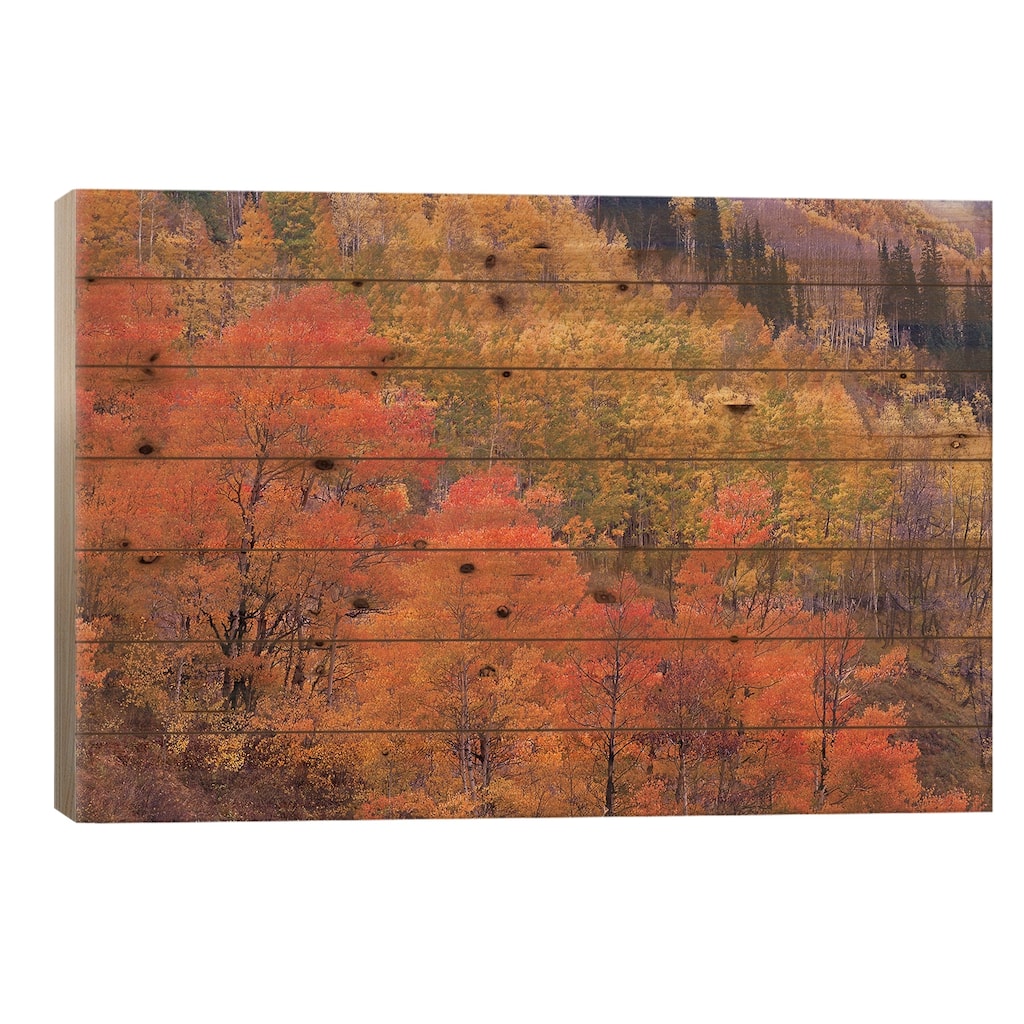 Quaking Aspen Grove In Fall Colors, Washington Gulch, Gunnison National Forest, Colorado Print On Wood by Tim Fitzharris