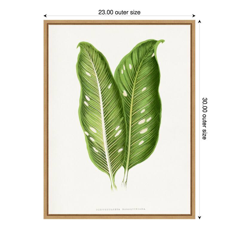 Green Dieffenbachia Baraquiniana Leaf Illustration by Les Plantes a Framed Canvas Wall Art Print - 23 x 30 in