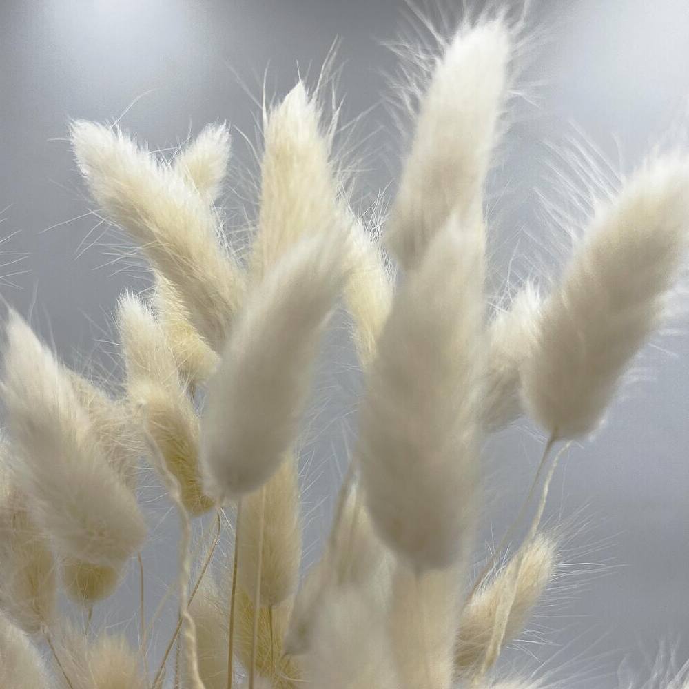 Bundle of 4 Bunch Dried Bunny Tails Grass-20-24" apx 1 oz - 20 to 24 inch