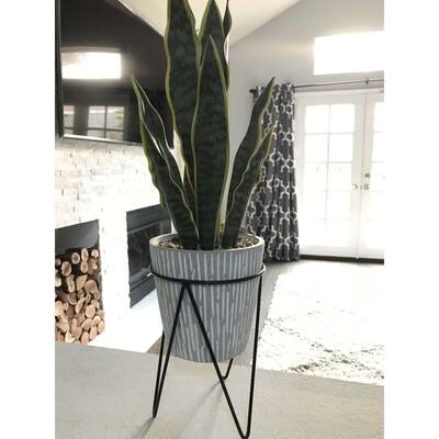 1.8FT Height Artificial Snake Plant - ONE-SIZE