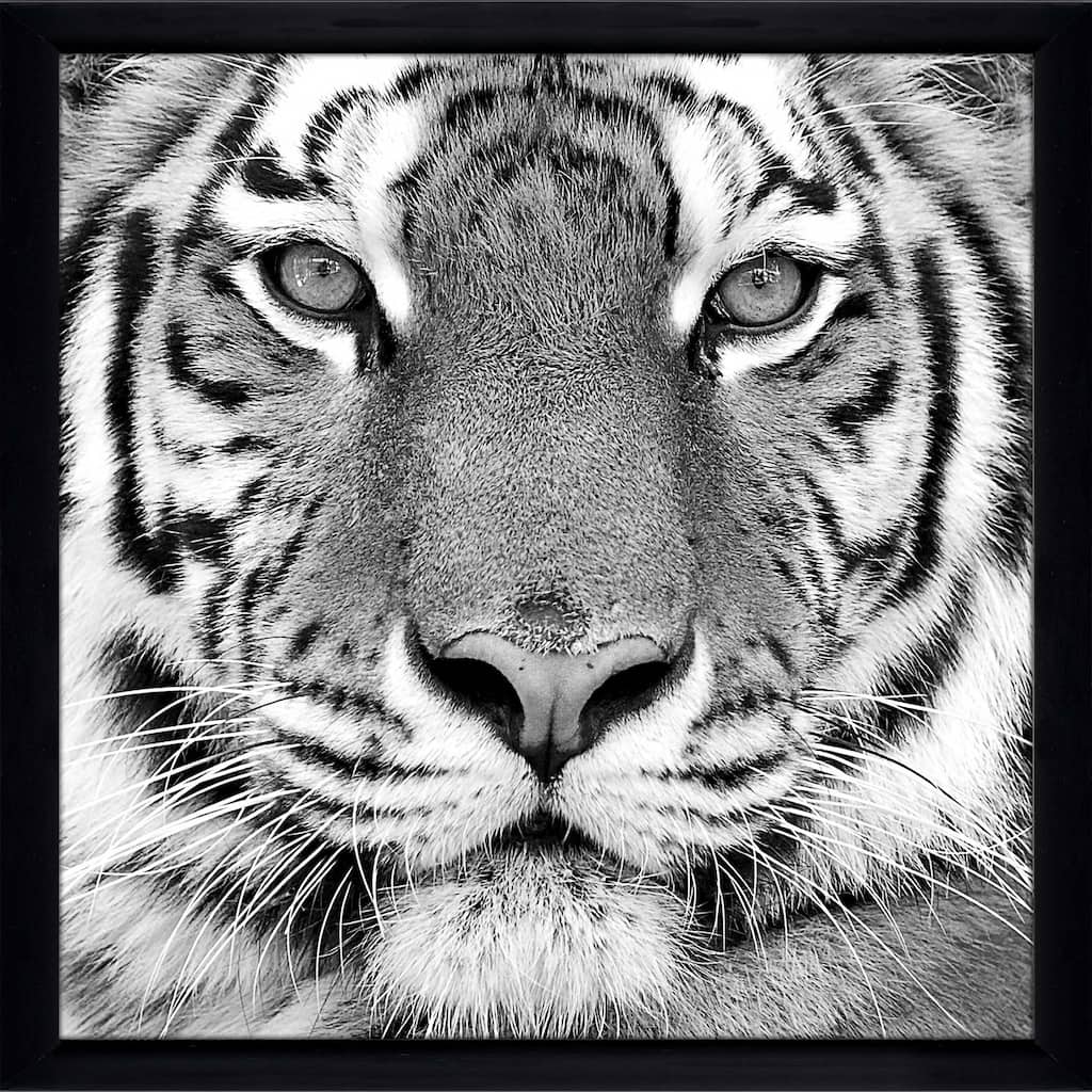 "Tiger" by PhotoINC Studio Print on Acrylic