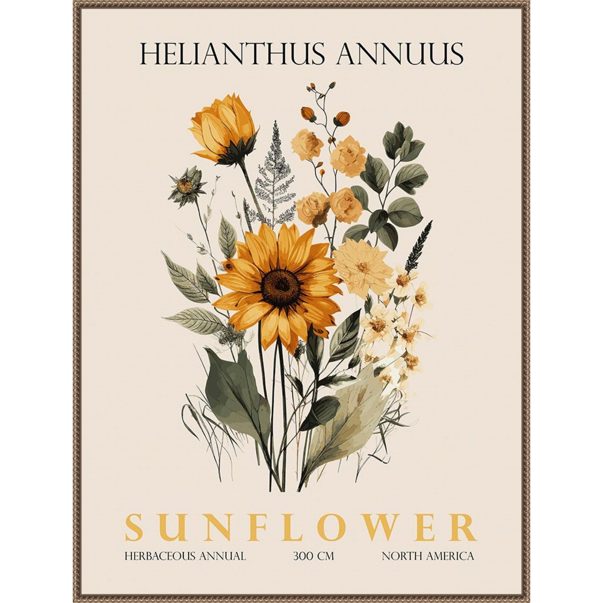 Vintage Botanical Sunflower No. 2 Illustration by Christopher