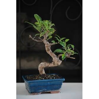 Shop 9greenbox Golden Gate Ficus Bonsai With 6 Ceramic Pot Overstock 17936283