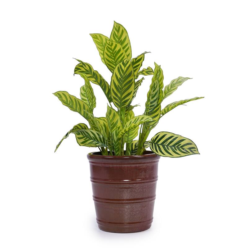 Handmade Glazed Ceramic Planter Set of 3, 16/13/10 Inch Diameter, Horizontal Rib Design