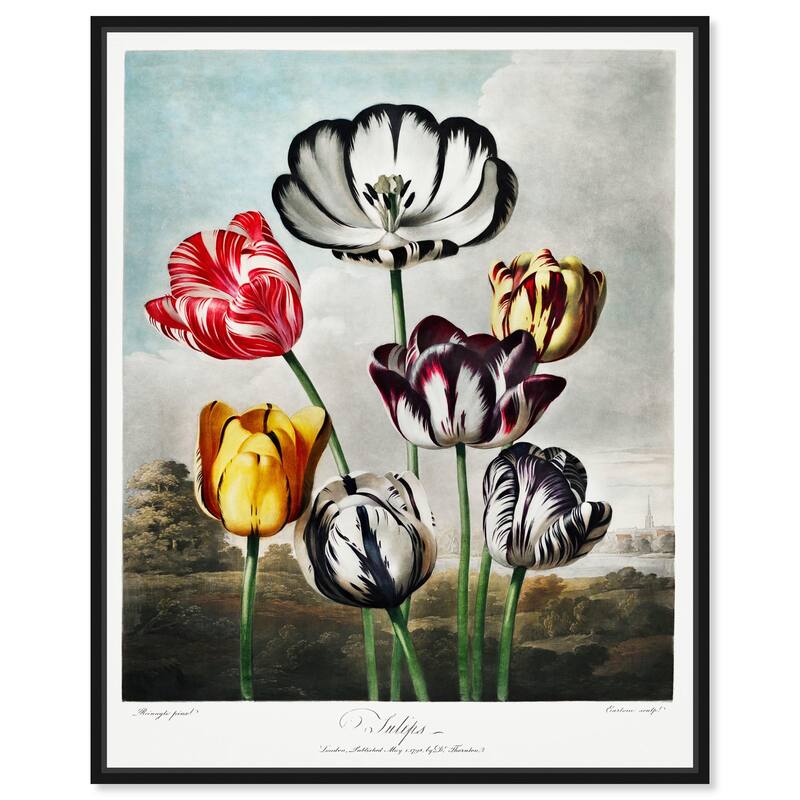 Tulips 1807 Canvas by Art Remedy - Black - 20" x 24"