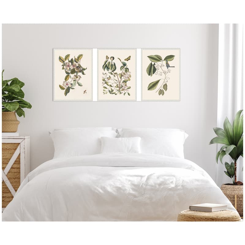 Kate and Laurel 1754 Mark Catesby Botanicals and Avian Studies 3 Piece Framed Canvas Wall Art Set by Nostalgia Prints