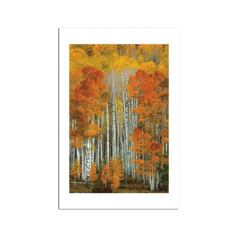 Dalmatian Autumn Fine Art Paper Print by Bill Sherrell - Multi