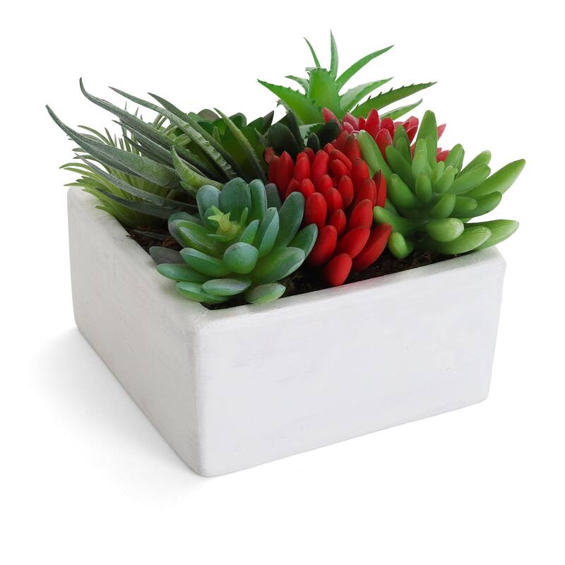 Succulent Garden - Mini - Tucson - 1 Pack - 1 Pack - Tucson