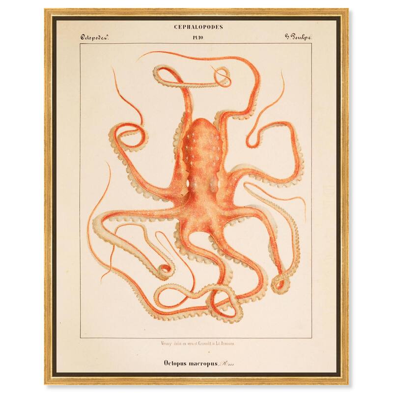 Verany The Octopus 1815 I Canvas by Art Remedy - 30" x 36" - Gold
